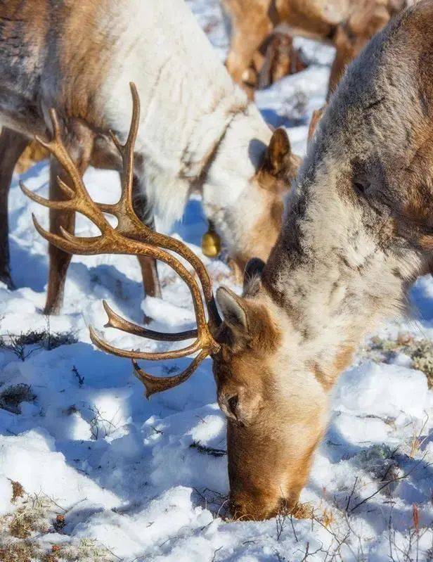 走,一起去找驯鹿玩!