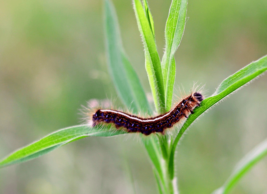 哲理小故事 | 不同_毛毛虫