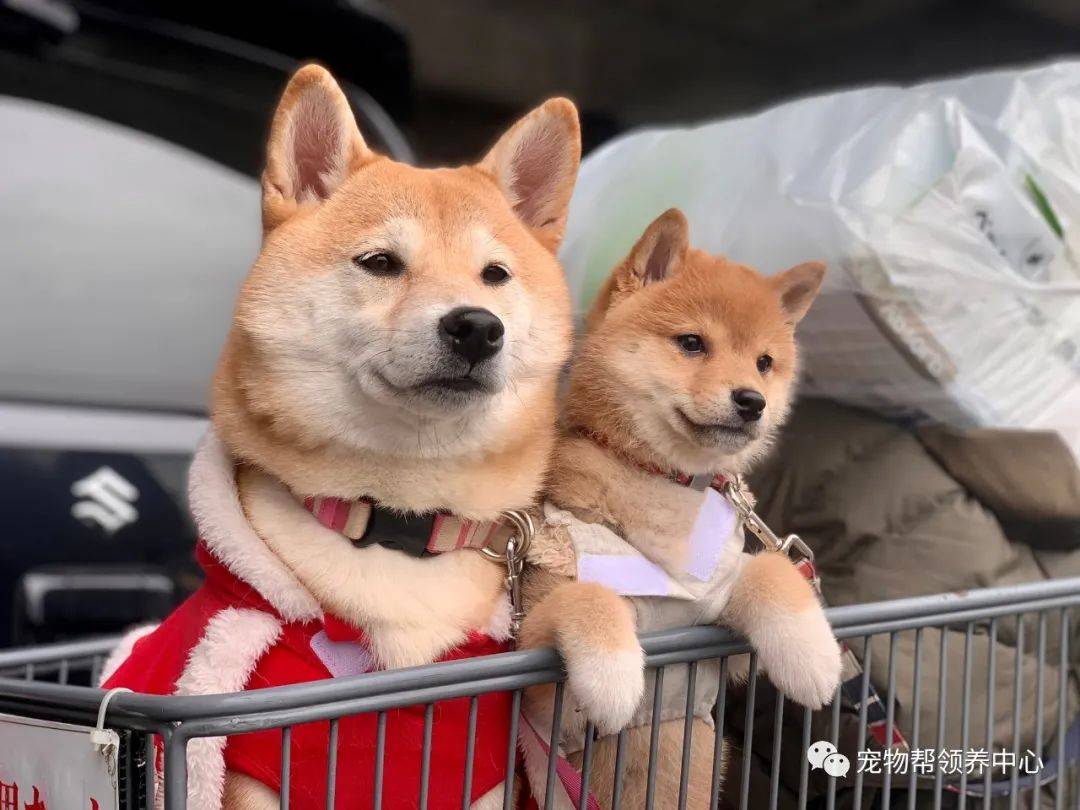 by/twitter/@@shiba_kinako_o本文授权转载自:宠物帮领养中心(id:pet