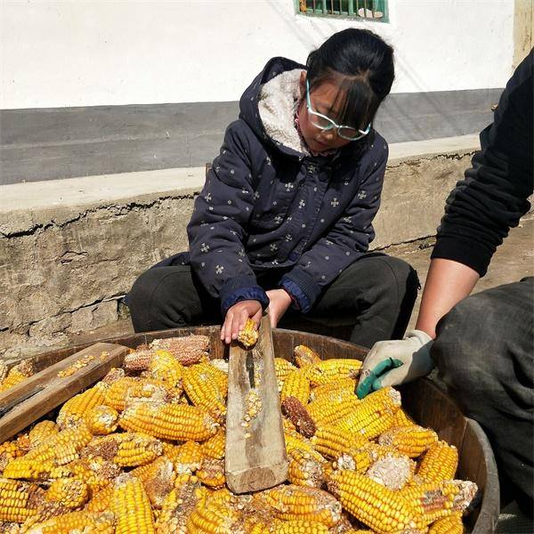 东北风情02搓玉米
