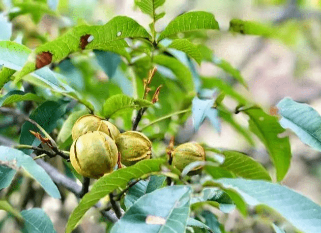 炒货进入销售旺季,临安今年出产山核桃1.5万吨!