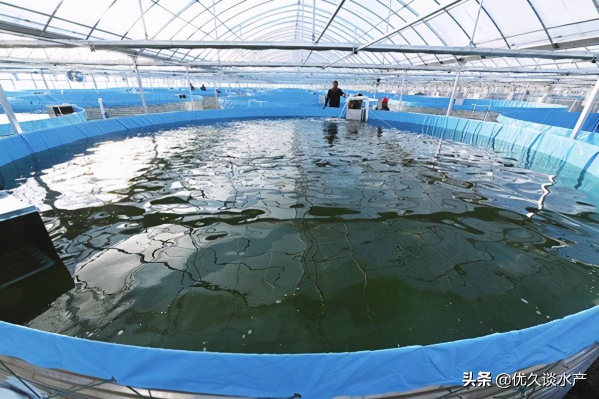 寒潮来袭,养殖户应当这样小心自家的鱼虾