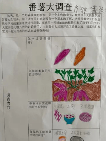 幼儿园红薯大调查图片