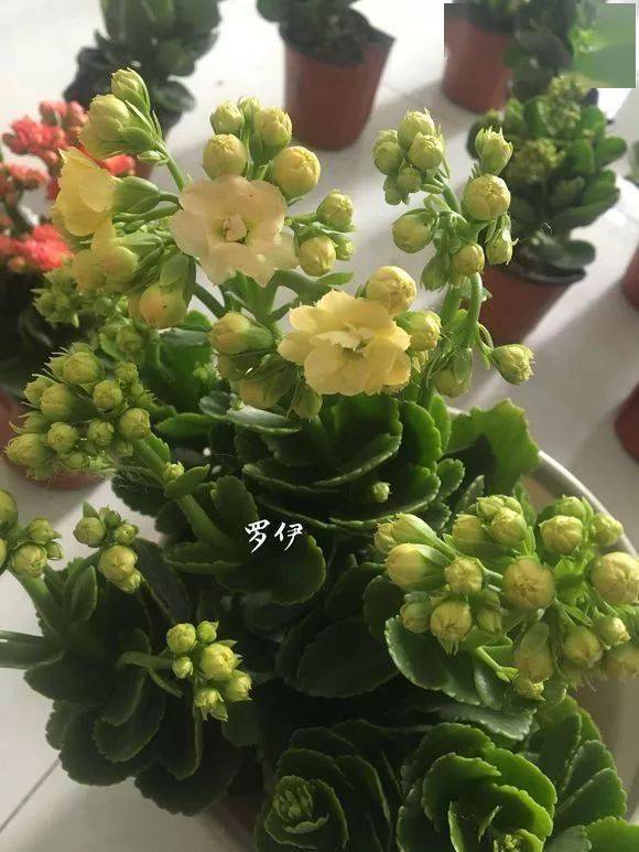 晒图盛开的长寿花们美不胜收真心好看