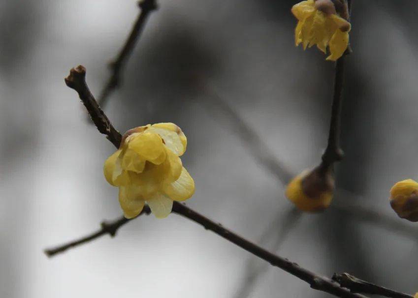 一花香十里,更值满枝开_梅花
