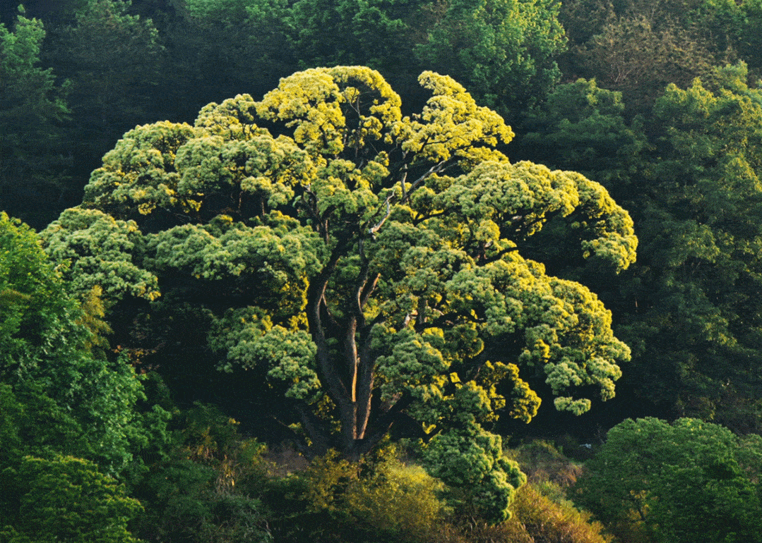 祖先种的那些树美了我们千百年
