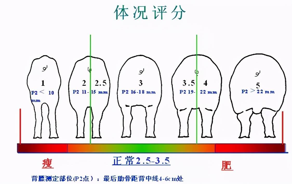 母猪肥瘦标准图片图片