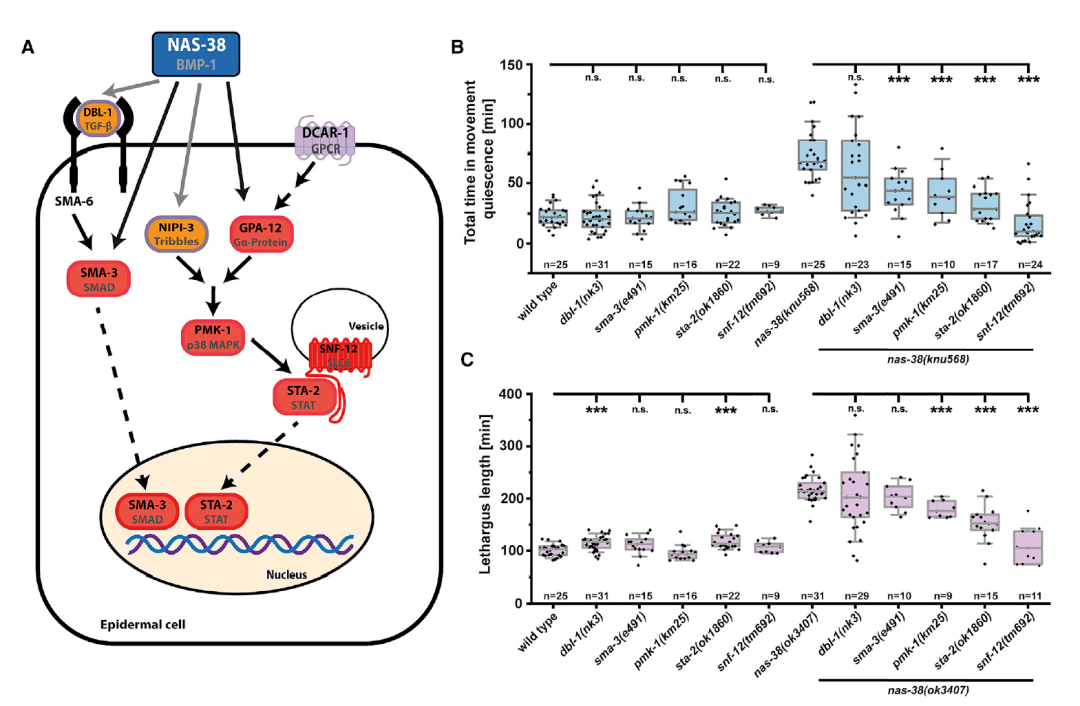 睡眠疗伤伤口产生抗菌肽可增加睡眠提高存活率