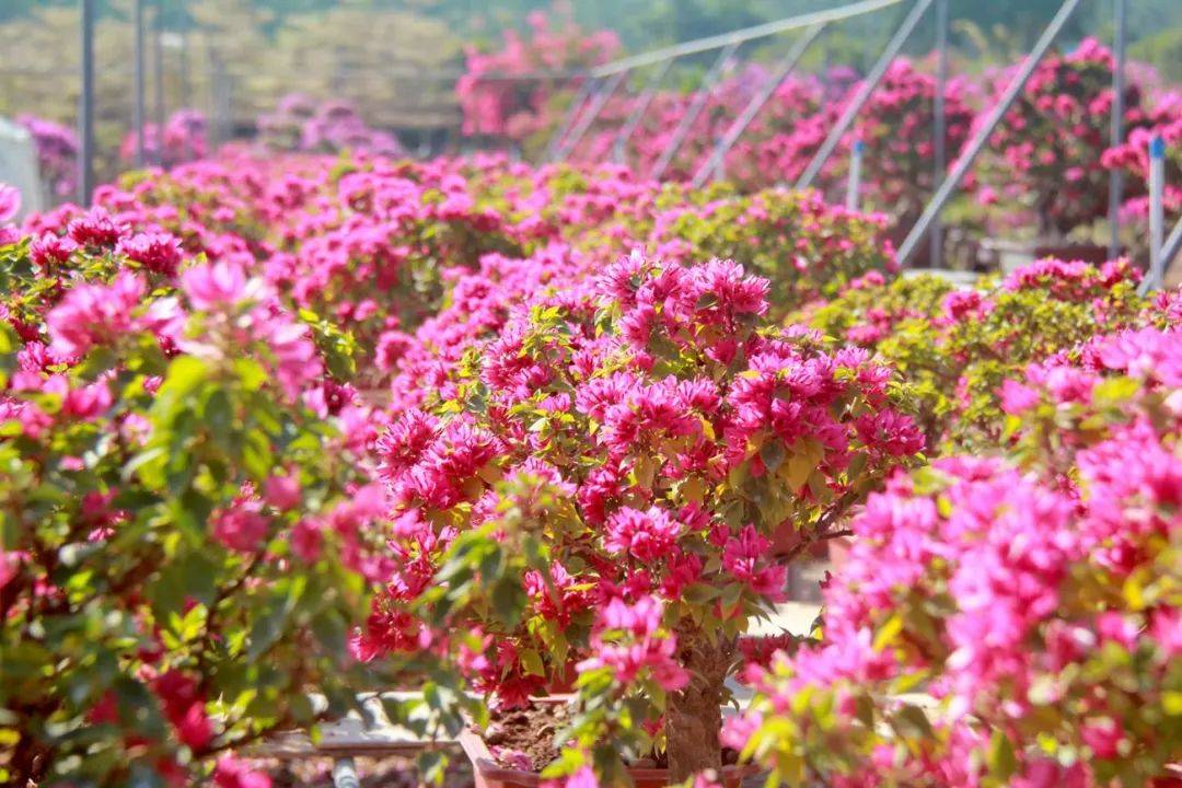 绚烂的簕杜鹃花海,美醉了
