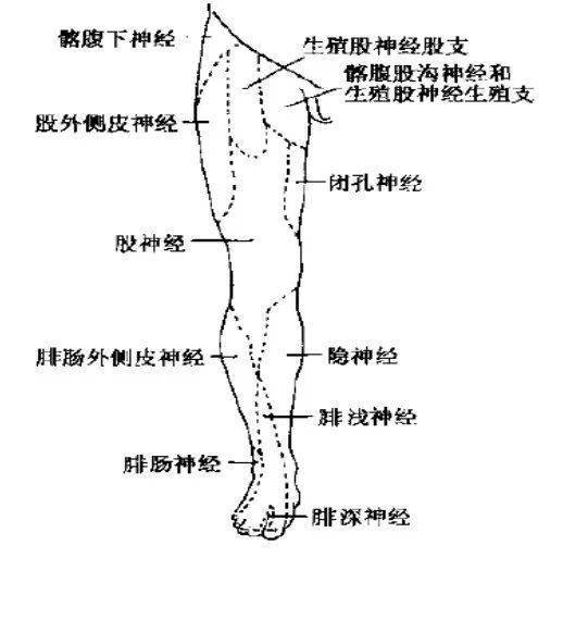 (七)脊神经前支多数脊神经前支交织成丛附:神经反射检查的意义肱二头