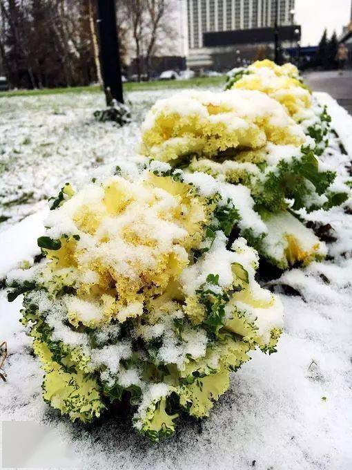 冰天雪地里的角堇和羽衣甘蓝,惊艳了生活!_图片