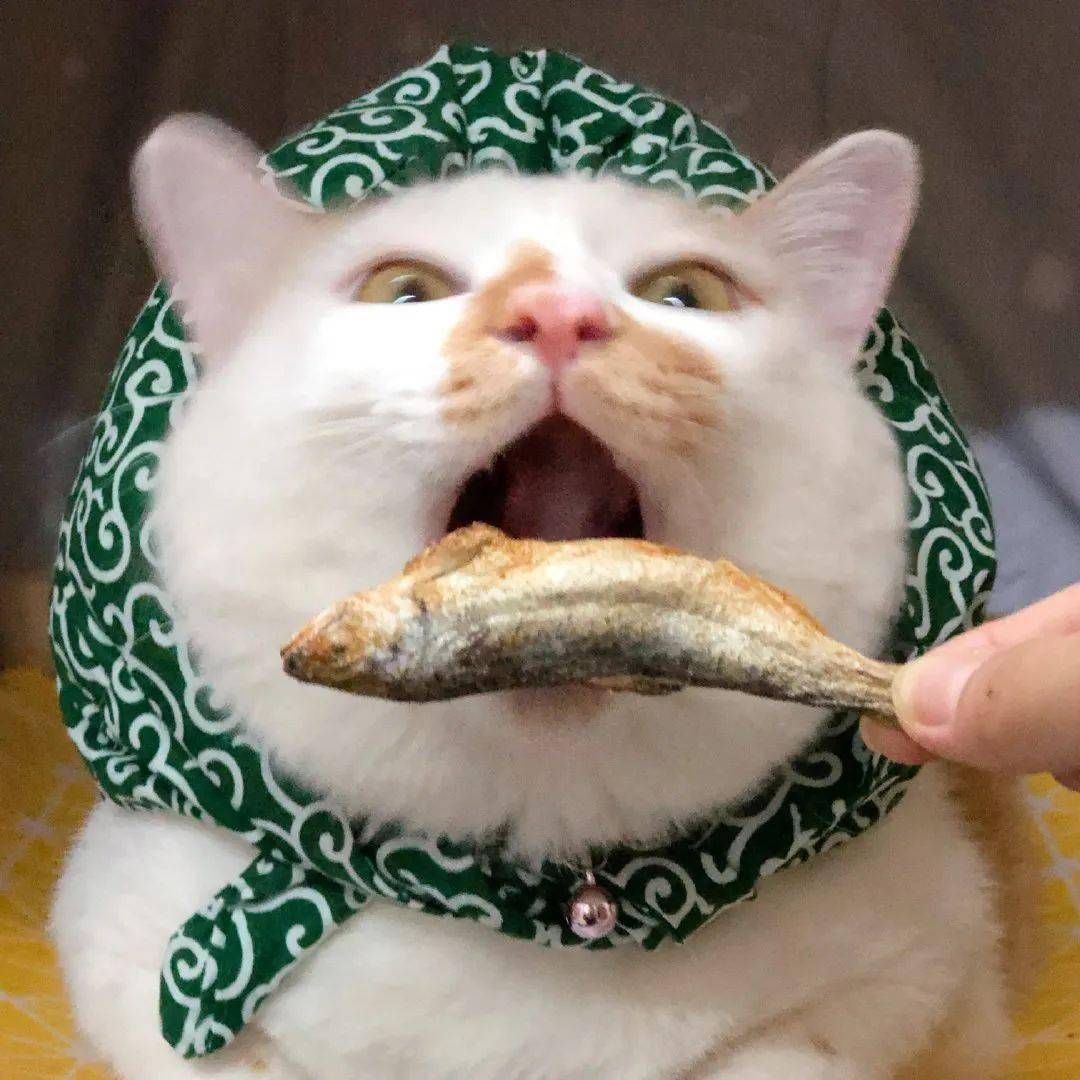 沙雕猫表情包阿里多多酱头像表情包