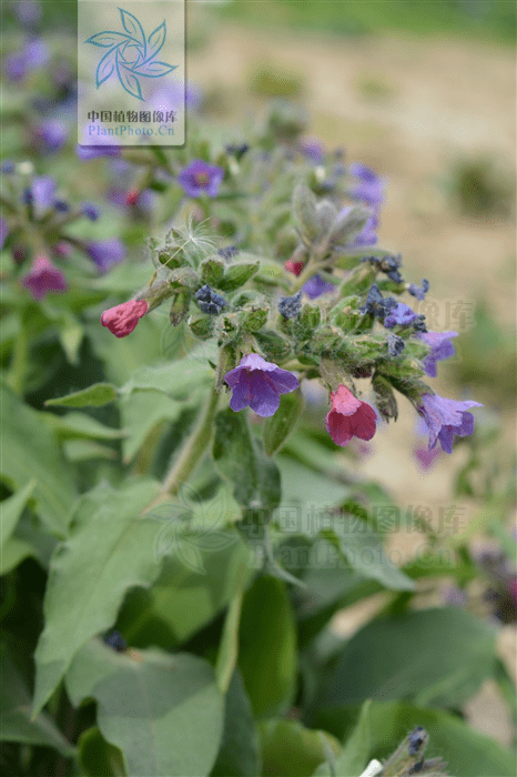 【每日赏草】腺毛肺草