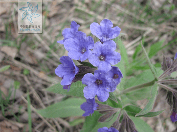 【每日赏草】腺毛肺草