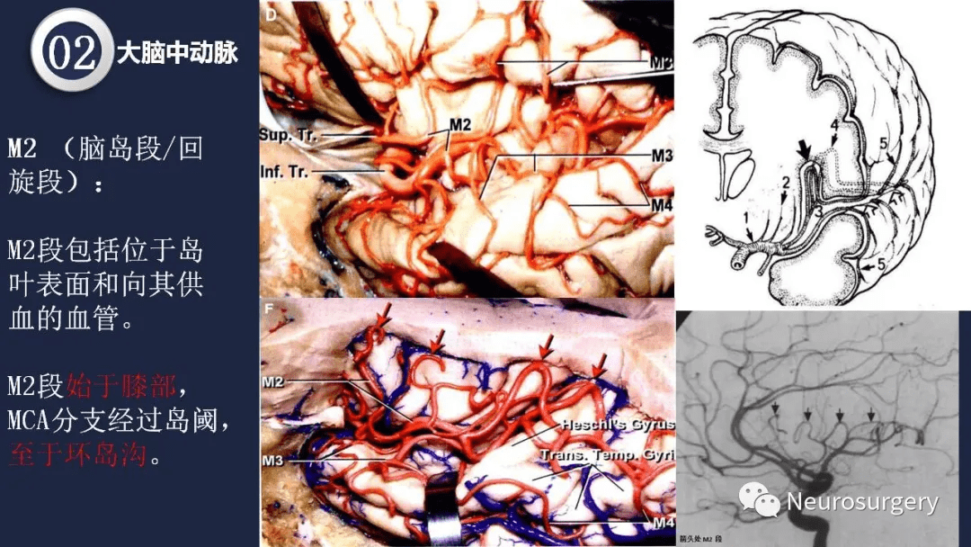 头颈动脉系统相关解剖