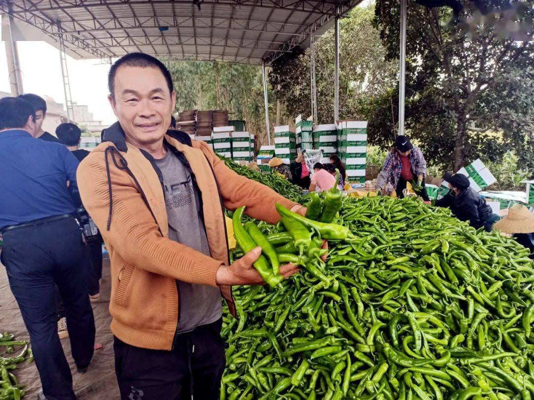 前年由于辣椒市场疲软,交易价格低等多种因素影响,该市椒农种椒积极性