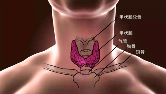 通知甲状腺结节穿刺检查于本周六开始啦