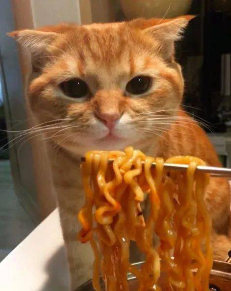 猫咪嘴馋吃了口火鸡面,结果被辣哭了,连忙找水喝