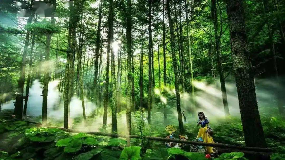 The status quo of forest resource protection_The status quo and countermeasures of forest resource protection in China_The status quo of forest protection