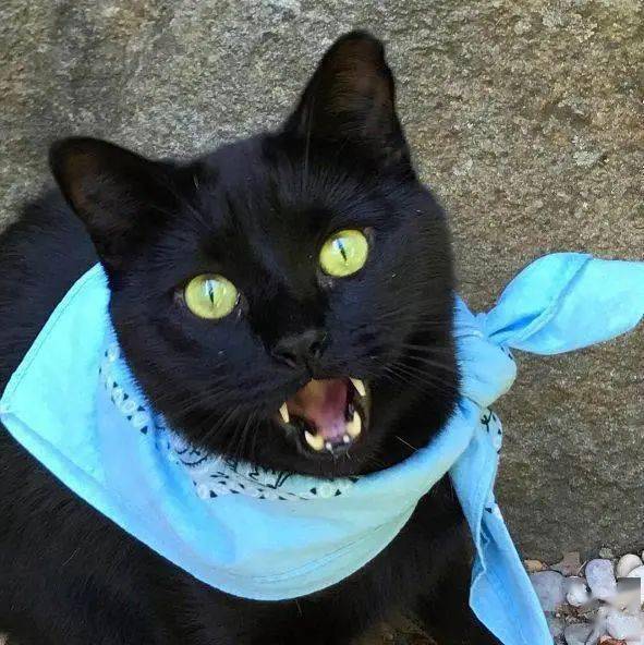 流浪猫偷外卖被保安大叔当场抓获大叔手段相当残忍