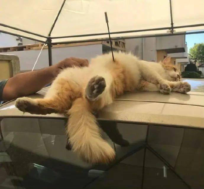 当网友发现一只中箭受伤的橘猫时,空气瞬间凝固了