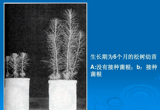 外生菌根菌对某些植物病原菌具有明显的拮抗作用,一是因为菌根的根际