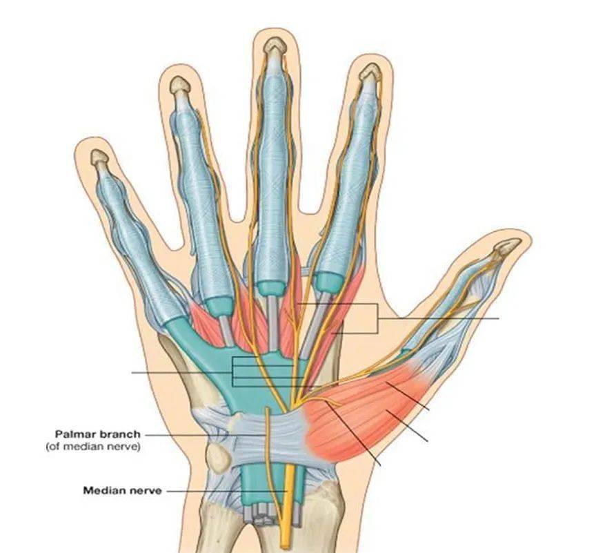 正中神经掌侧支在腕管的近端分出