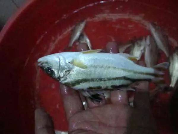 这鱼沿海地区叫它花身鸡鱼体侧有3条成弓状的黑色纵带