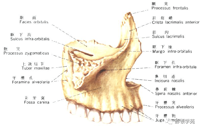 上颌隆突的位置图片图片
