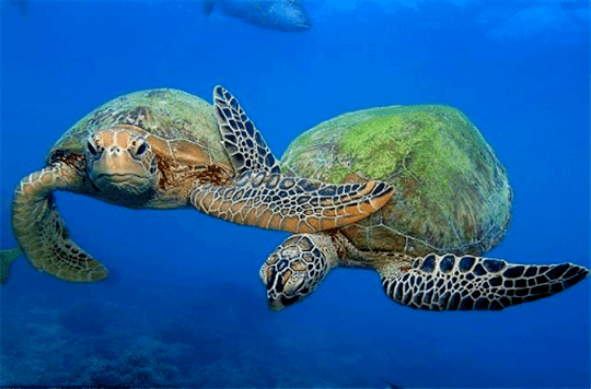 科普問答|水生野生保護動物——黿,綠海龜,玳瑁_活動