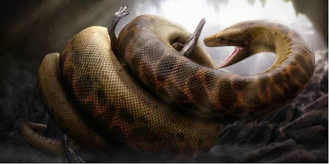 森蚺vs蟒蛇图片