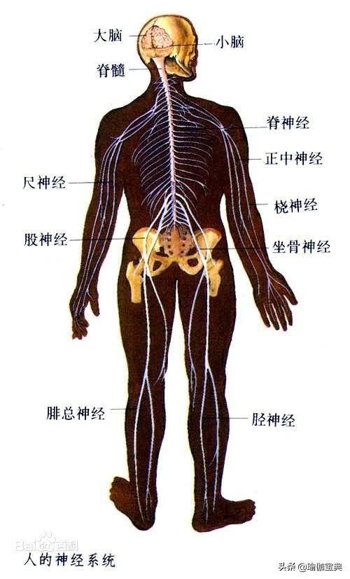 (百度百科)中枢神经系统接受全身各处的传入信息,经它整合加工后成为