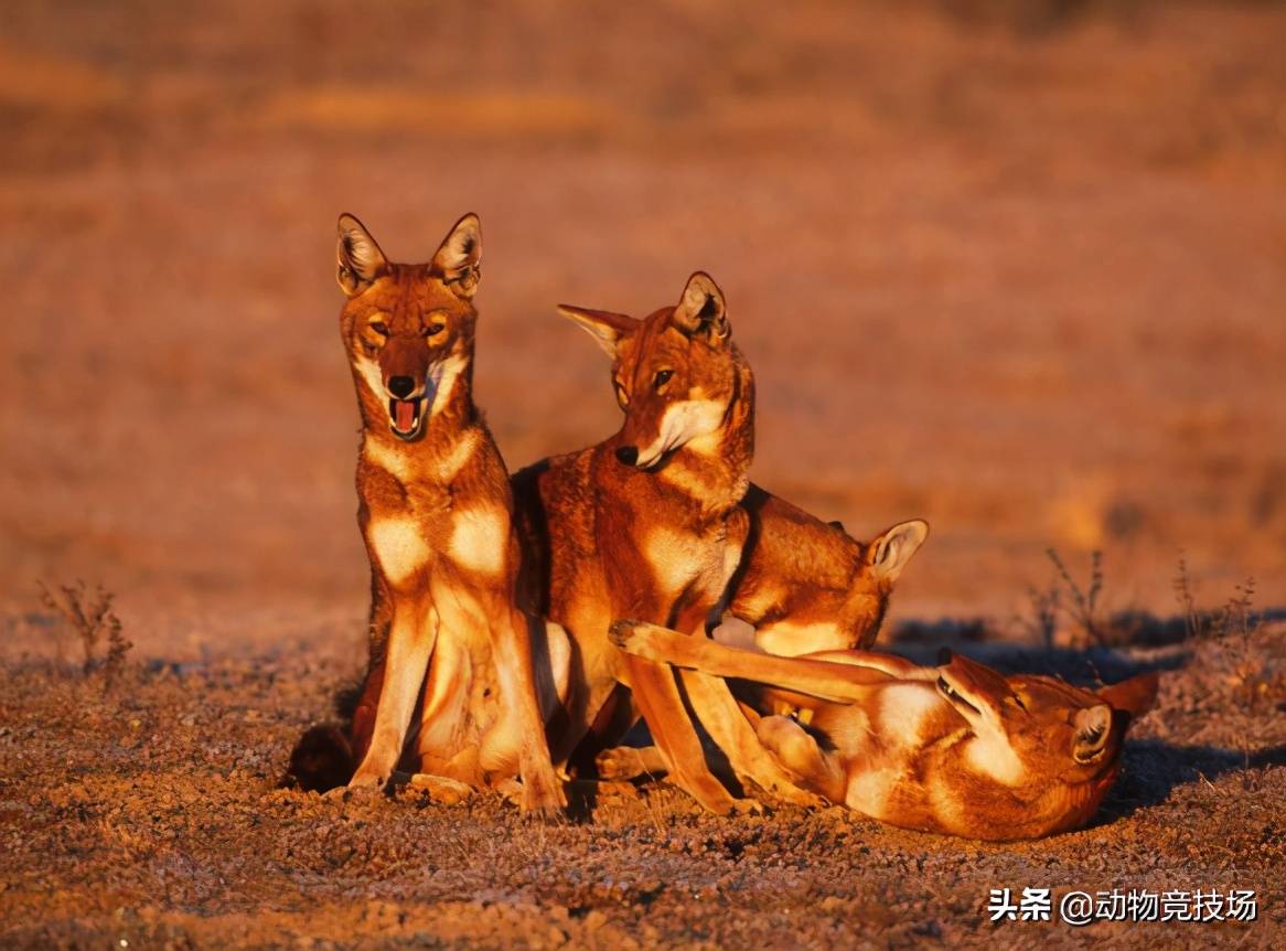 披着狐狸皮的狼也是世界上最濒危的狼种战斗力最弱的狼