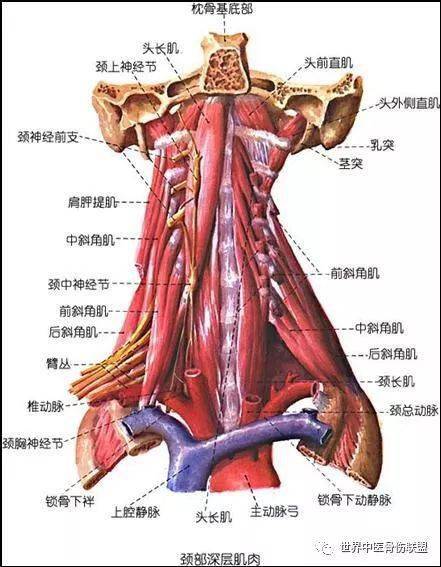 斜角肌在頸椎病診療中的重要性