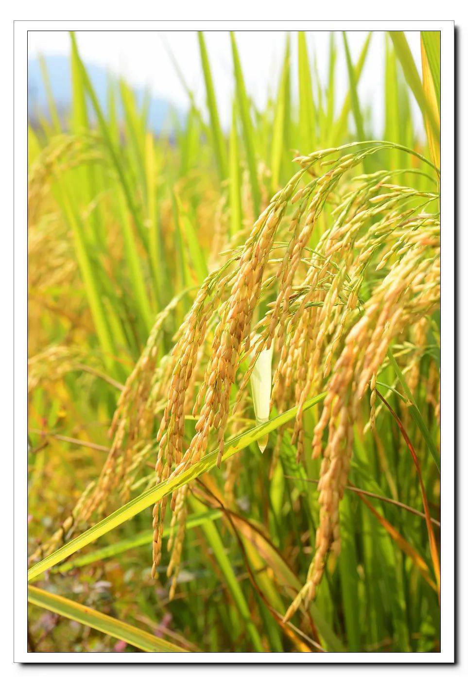 基于儿童 始于生活 衔接园本 |塘北中班课程故事《稻米飘香》_手机