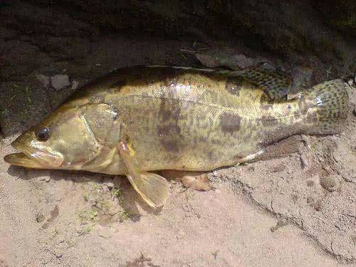 此鱼凶猛,因为有美丽的花纹,我们也叫它"季花鱼"