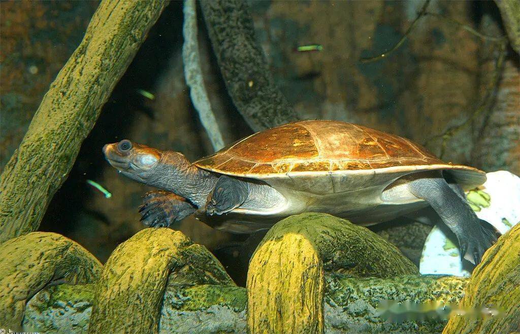 物种图册-红头侧颈龟