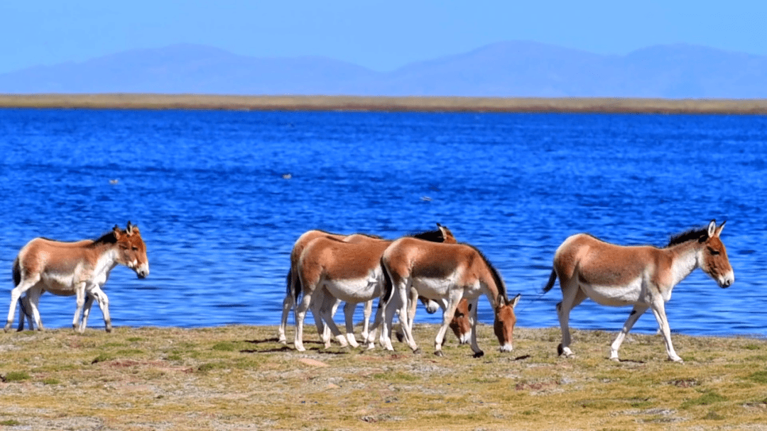 自由活动的天堂黄河源区成了它们野生动物种类不断增多黄河上游生态
