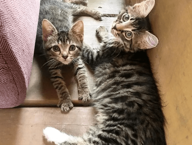 连续捡回三只狸花猫,事后恍如大悟,原来自己捡的是"一家三口"