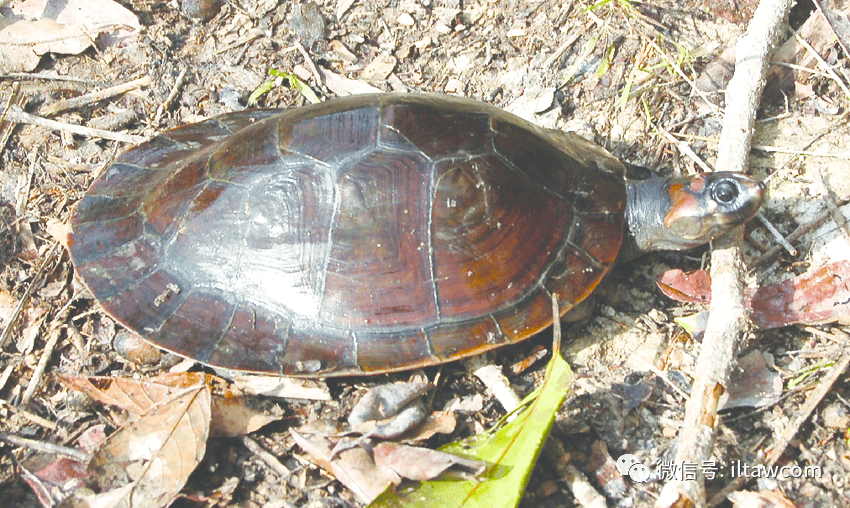 物种图册-红头侧颈龟