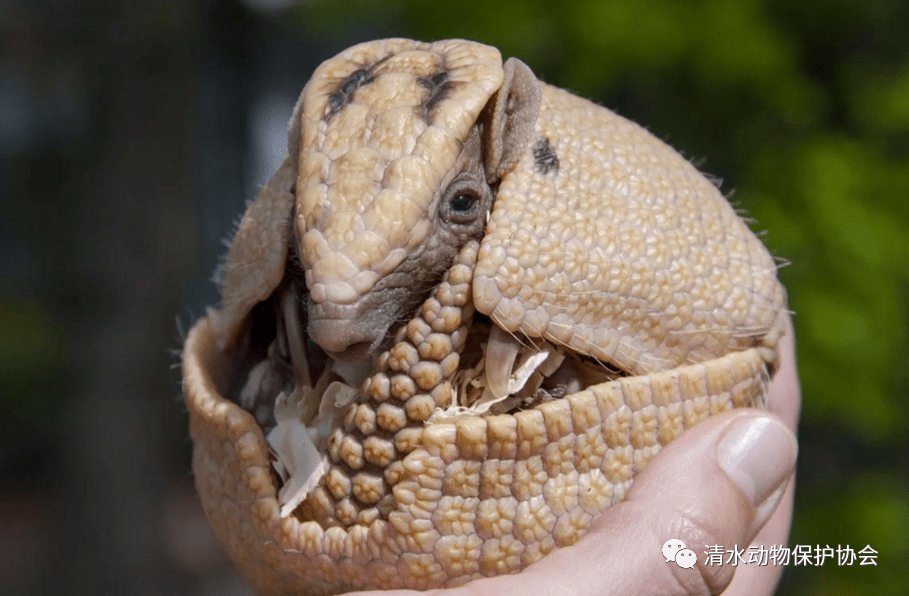 其实犰狳曾经成为过网红,14年的世界杯吉祥物就是犰狳,而且犰狳卷起来
