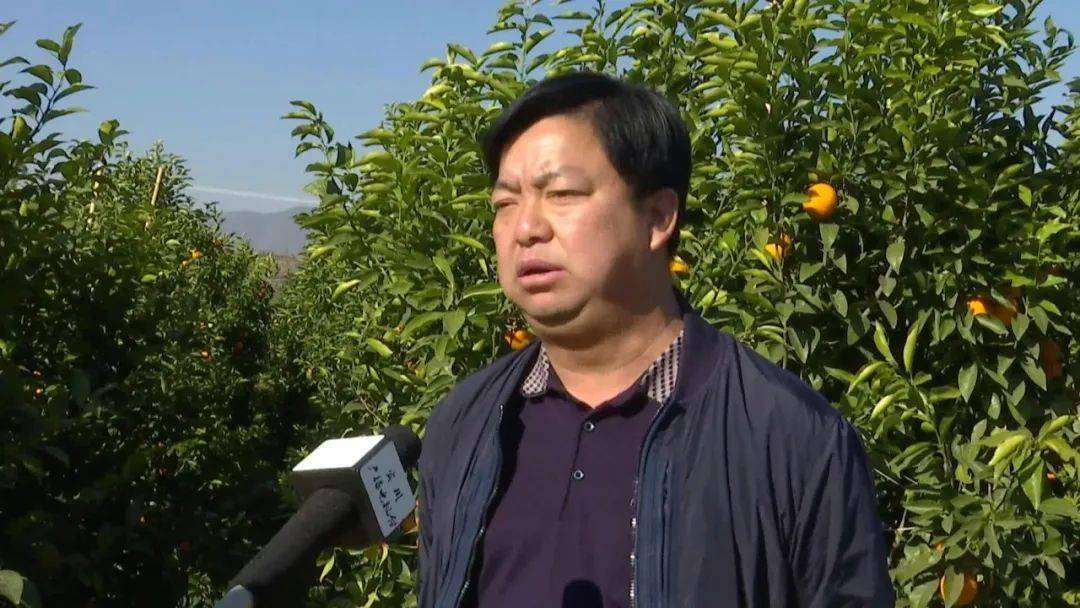 回眸十三五奋进新大理宾川县高原特色农业稳步发展实现农民持续增收