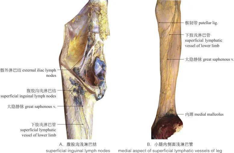 高清圖譜 | 脈管系統:淋巴系統_解剖