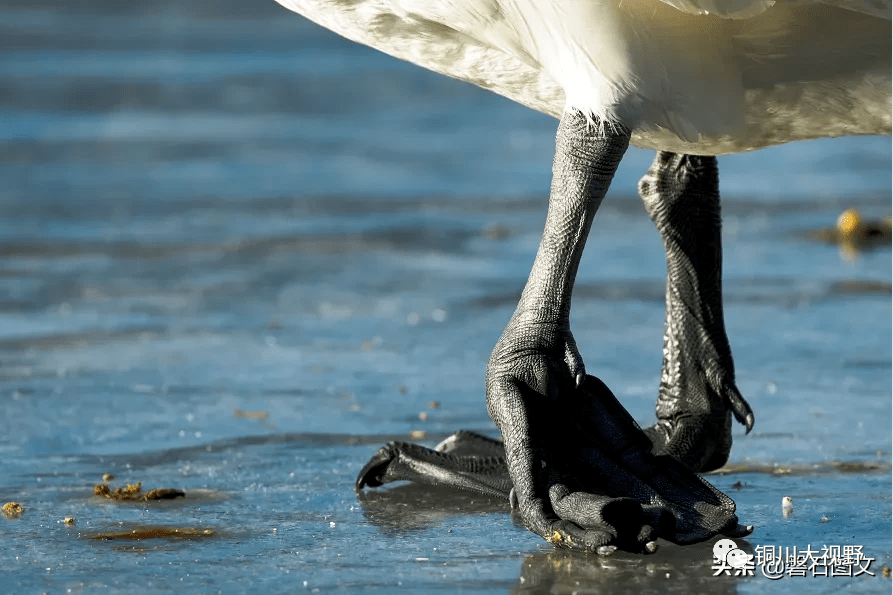 铜川摄友发图文:求助大天鹅救护中心