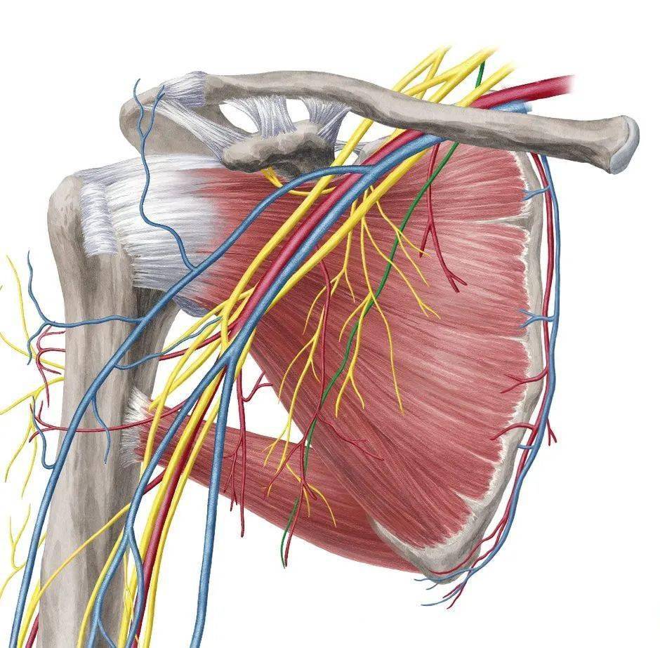 臂丛锁骨上部分支概述与治疗定点汇总_神经