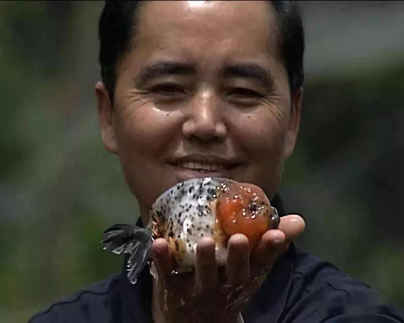 往事 | 兰寿的起源_金鱼