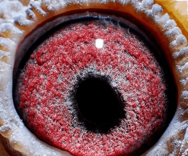 眼志是挑选种鸽的依据和条件