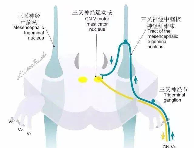 三叉神经解剖及功能