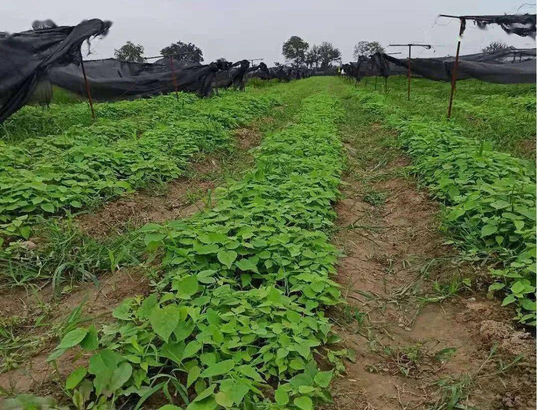 精细管理,村扶贫合作社发展瓜蒌120亩,山桐子育苗100亩,红参种植100亩