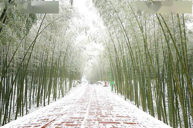 雪后的蜀南竹海景区,避开人潮拥挤,尽享万亩竹海尽染雪的美景_竹林